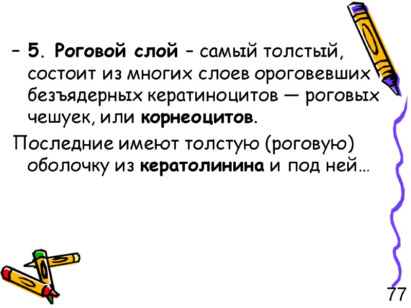 – 5. Роговой слой – самый толстый, состоит из многих слоев ороговевших безъядерных кератиноцитов